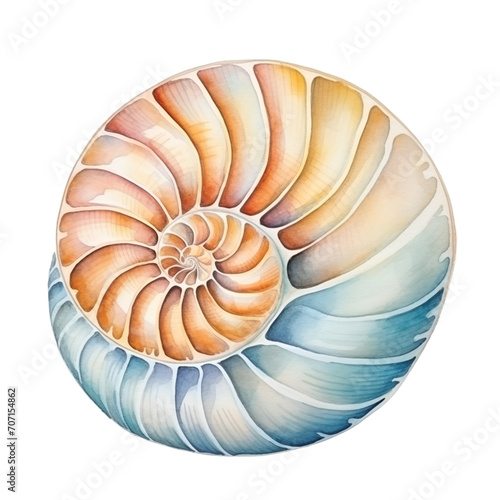 Seashell watercolor isolate on white 