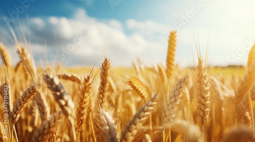 agriculture supply chain concept, Close up on a wheat grain field.  photo