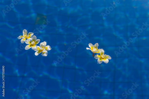Frangipani flowers float on the blue texture of the water. Relax in the pool resort. Tropical island travel concept