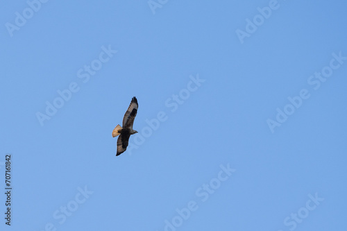 Flying eagle. Bird of prey. Blue sky background.