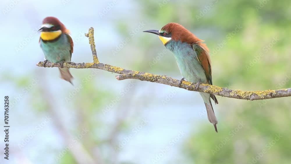 European bee eater male fights with another male to defends its female, the breeding season (Merops apiaster) European bee eater male fights with another male to defends its female, the breeding season (Merops apiaster)
