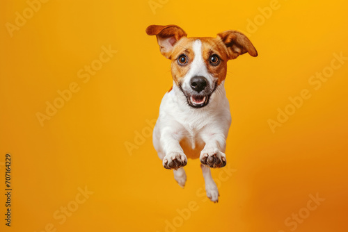 A Dog Jumping On An Orange Background © Anastasiia