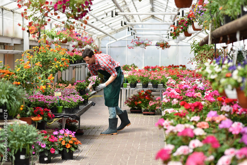 Slika na platnu Gardener works in a greenhouse in a flower shop