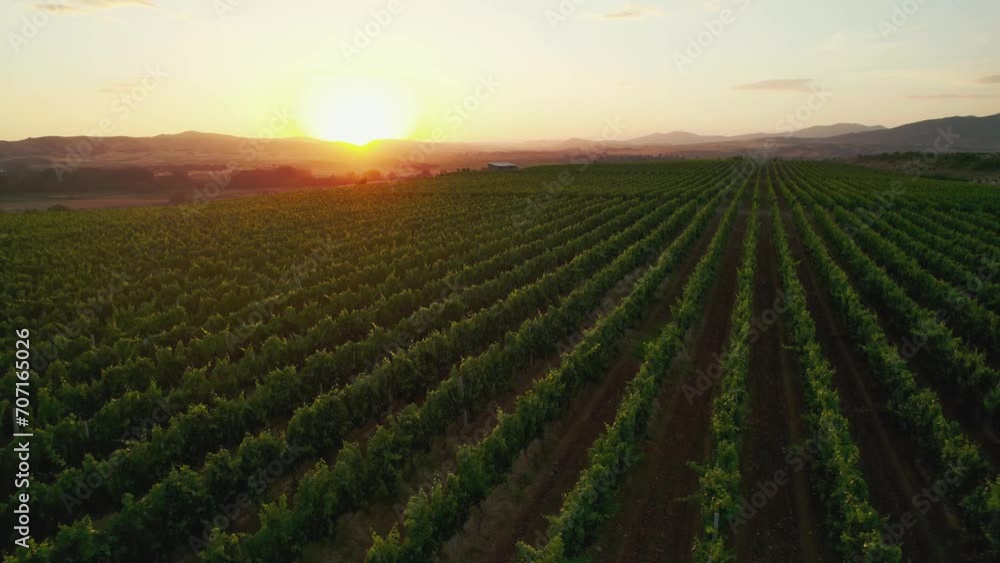 Picturesque cinematic view of vineyard agriculture field landscape at sunset, aerial drone view Picturesque cinematic view of vineyard agriculture field landscape at sunset, aerial drone view