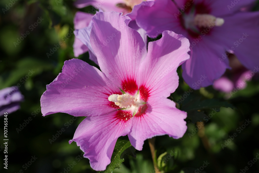 violet hibiscus blossom violet hibiscus blossom