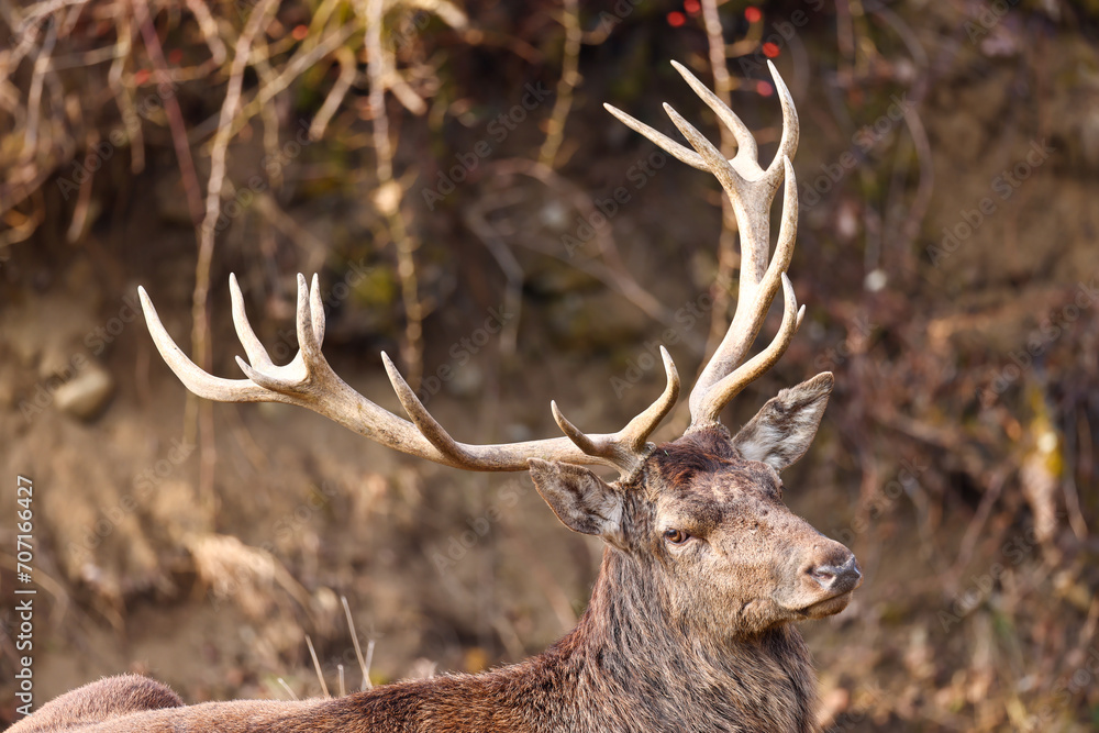 one single male deer with antler in the forest one single male deer with antler in the forest