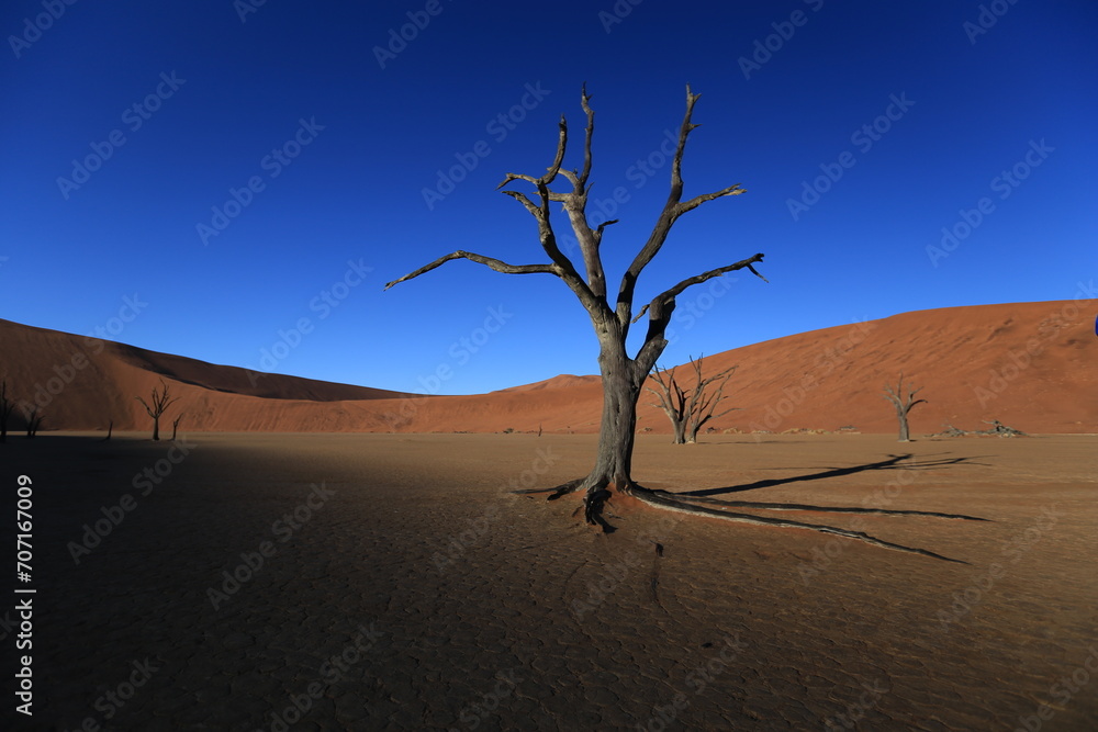 dead acacia tree at Deadvlei clay flat dead acacia tree at Deadvlei clay flat