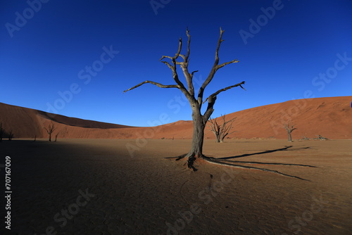 dead acacia tree at Deadvlei clay flat