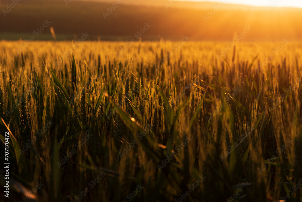 wheat field at sunset wheat field at sunset