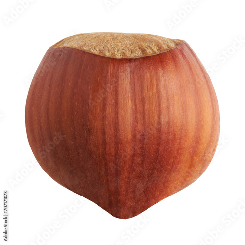 whole hazelnut isolated close up