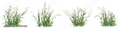 3d illustration of green avena sativa plant on transparent background