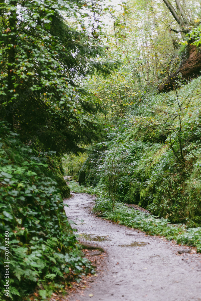 Obraz premium path in the forest