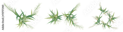 3d render top view of green avena sativa plant on transparent background