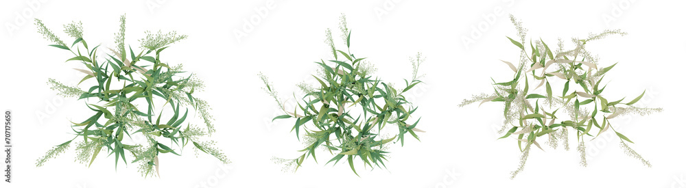 3d render top view of green avena sativa plant on transparent background 3d render top view of green avena sativa plant on transparent background