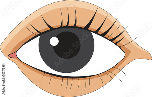 Human eye illustration vector illustration