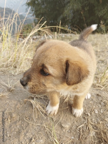 Puppy on the grass
Meet the adorable puppy with soft, brown fur that instantly captures hearts. This little furball exudes cuteness with its playful antics and soulful eyes.A perfect companion for joy