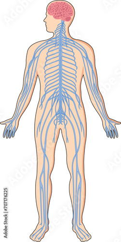  Illustration showing central nervous system in a human body