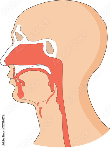 Illustration showing food pipe and windpipe in a human body