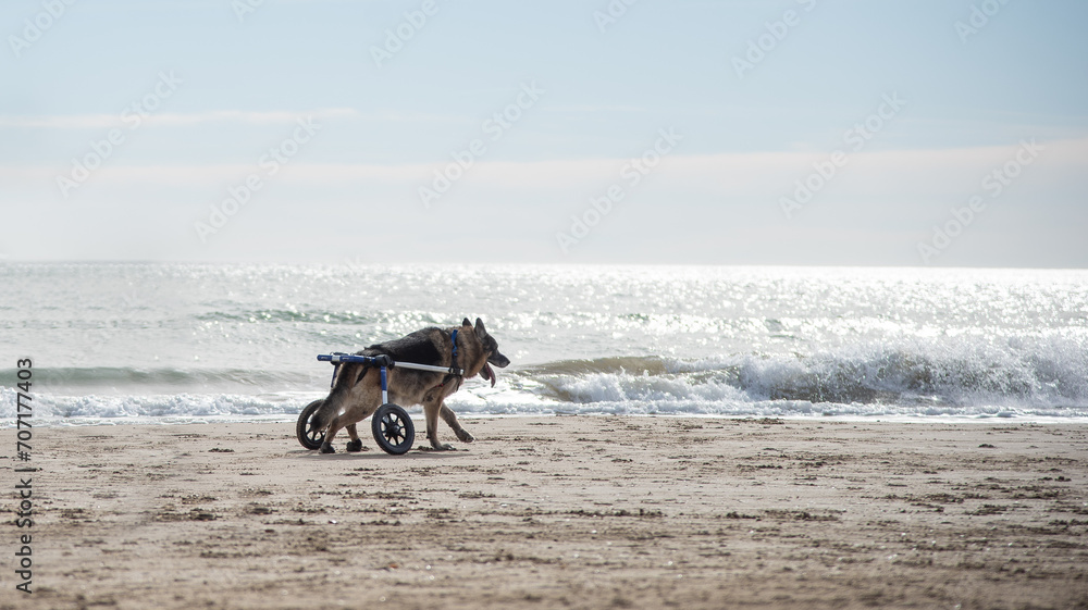 Dog with degenerative myelopathy running at the beach