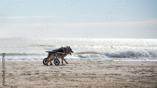 Photos Dog with degenerative myelopathy running at the beach