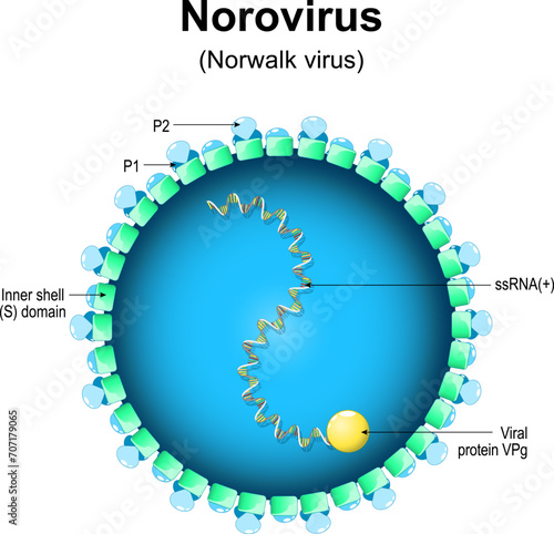 Norovirus structure. Close-up of a Virion anatomy.