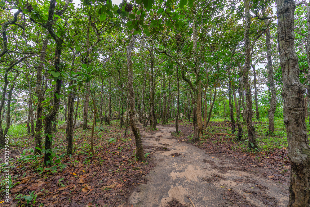 Green forest with tall trees in national park Green forest with tall trees in national park