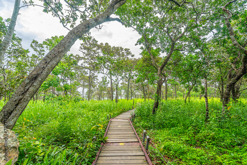 Green forest with tall trees in national park