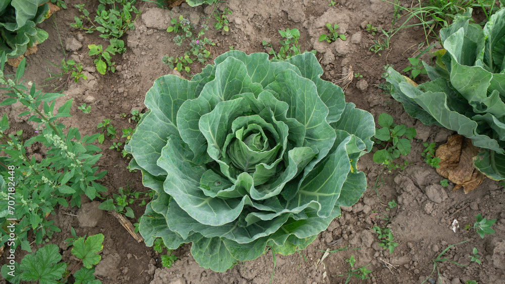 green cabbage plant seen from above in the middle of a planted field green cabbage plant seen from above in the middle of a planted field