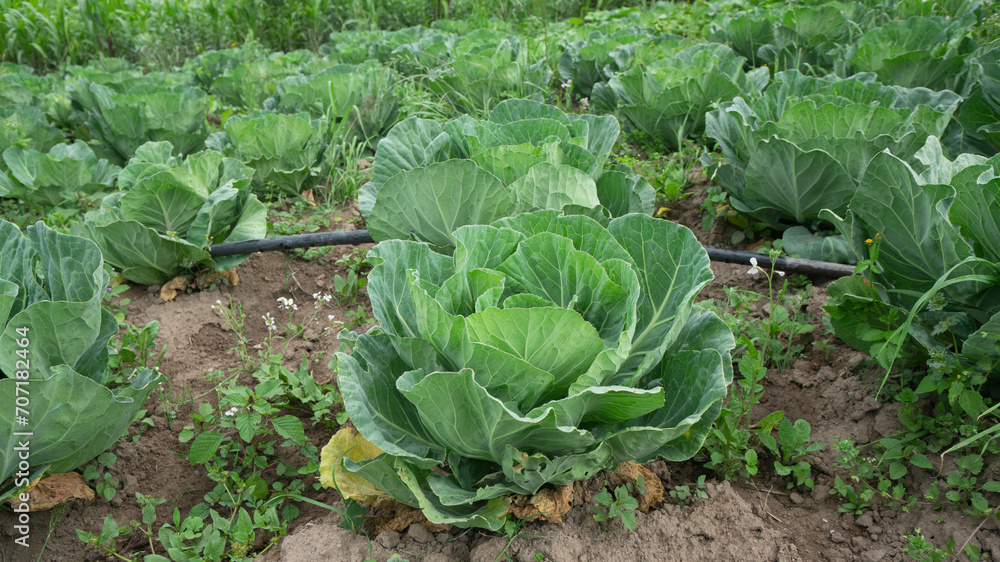 green cabbage plant seen from the front in the middle of a planted field green cabbage plant seen from the front in the middle of a planted field