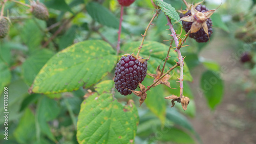 blackberry fruit hanging from the plant against background of out of focus green leaves