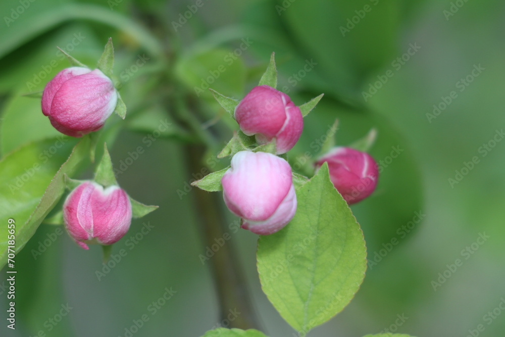 pink tulips in garden