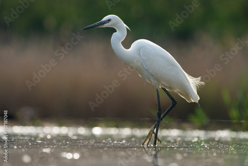 Tableau sur toile great egret heron