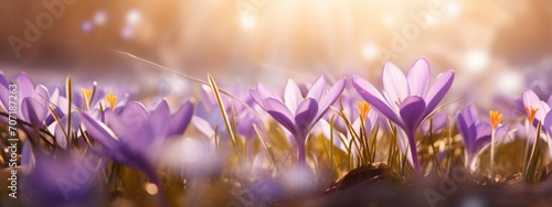 pictures of spring flowers with sun rays. © olegganko