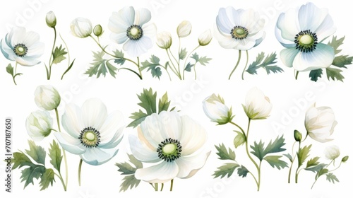  Set of watercolor illustrations with white anemones and buds. Botanical illustration on white background for wedding, congratulations, wallpapers, fashion, backdrops, wrappers, print