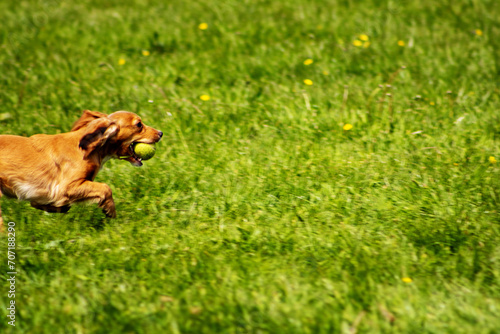 working red cocker spaniel  in a field of green grass running with a tennis ball © Ian