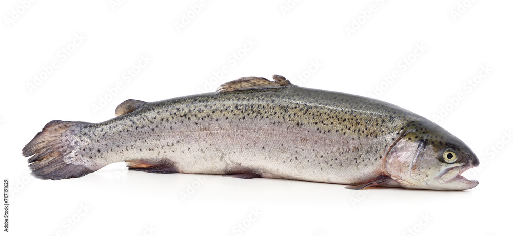 One trout with its mouth open. One trout with its mouth open.