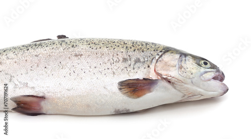 One trout with its mouth open.