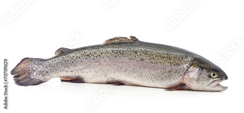 One trout with its mouth open.