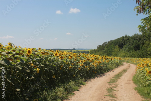 field of sunflowers and sky