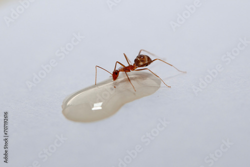 Close up of red ant with water drop on wooden floor background.