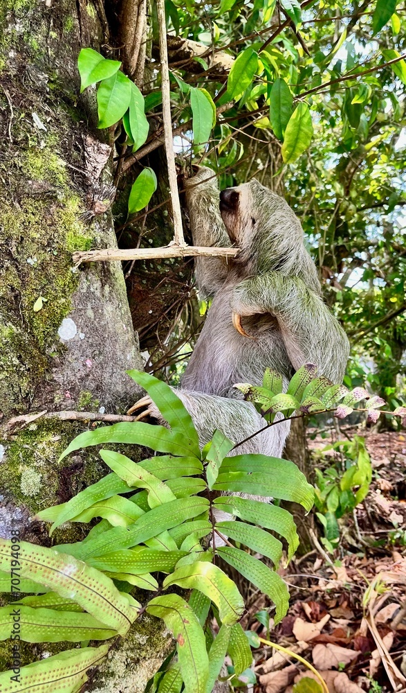 Fototapeta premium Sloth climbing a tree