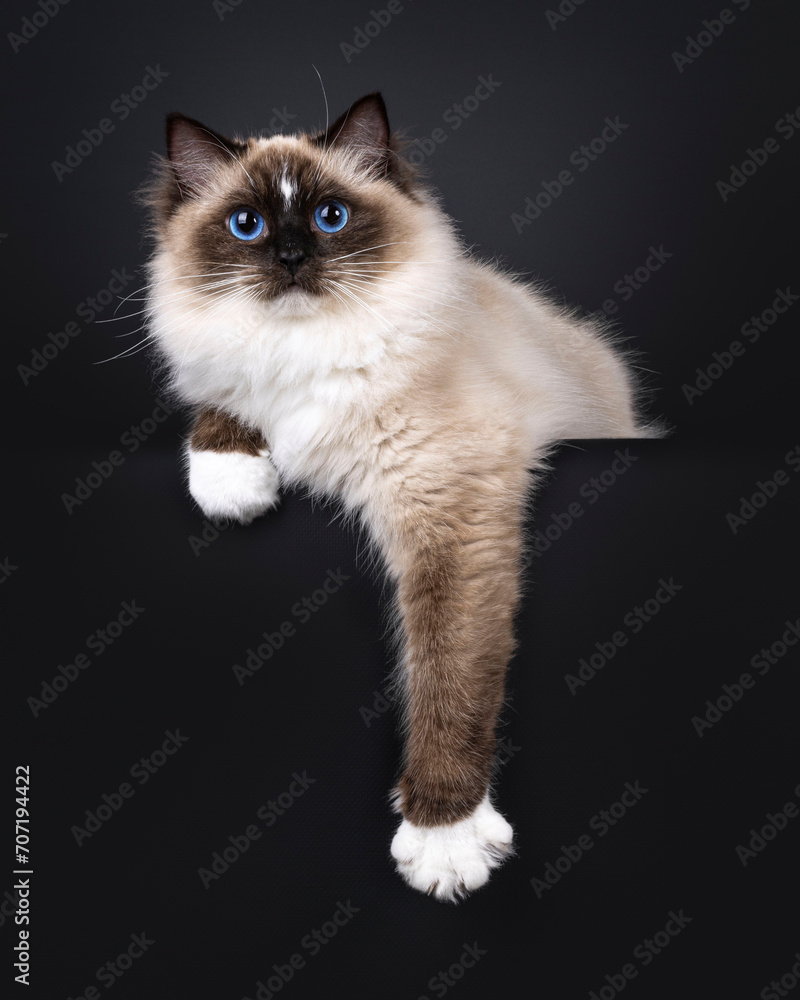 Beautiful young adult seal Ragdoll cat, laying down facing front on edge showing white paws. Looking to camera with mesmerizing blue eyes. Isolated on a black background.