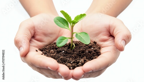 Hands holding green plant sprout isolated on white background.