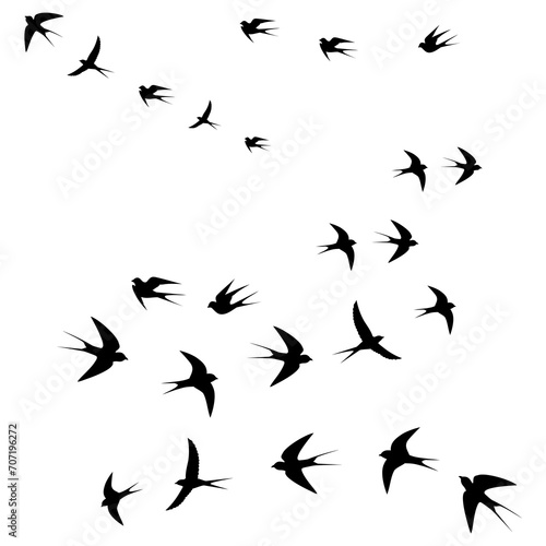 birds fly in flocks