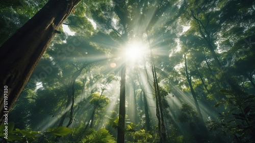 view under the tree, with sunlight penetrating the branches of the trees