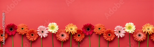 Banner with bright spring and summer background in red with red and pink gerberas. Frame of flowers with place for text  copyspace  web banner and postcard