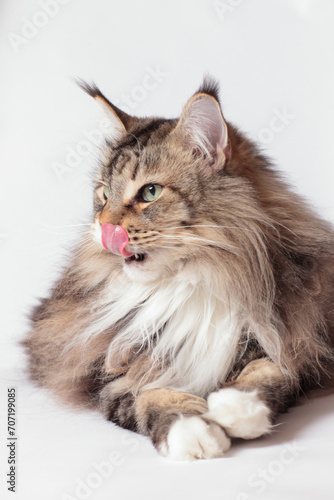Maine Coon Katze leckt sich über die Nase