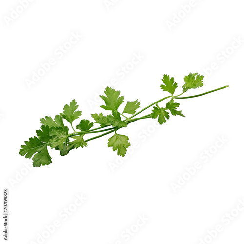 Coriander green leaves isolated transparent, generative AI