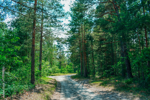 Forest scenery in Österlen, Sweden. Beautiful pine forest in Sweden. Selective focus.
