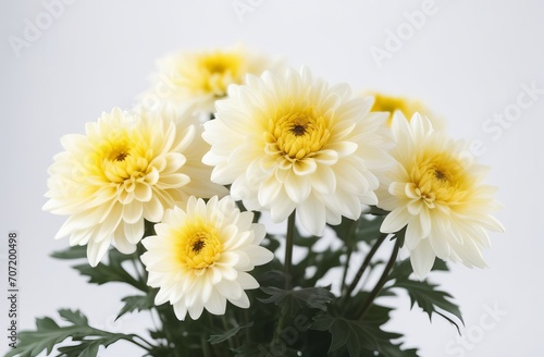 white-yellow chrysanthemums on white background. natural flower background